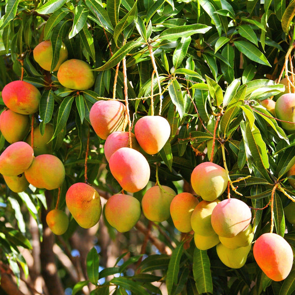 Mango Kent Premium (letecký dovoz) - 1ks